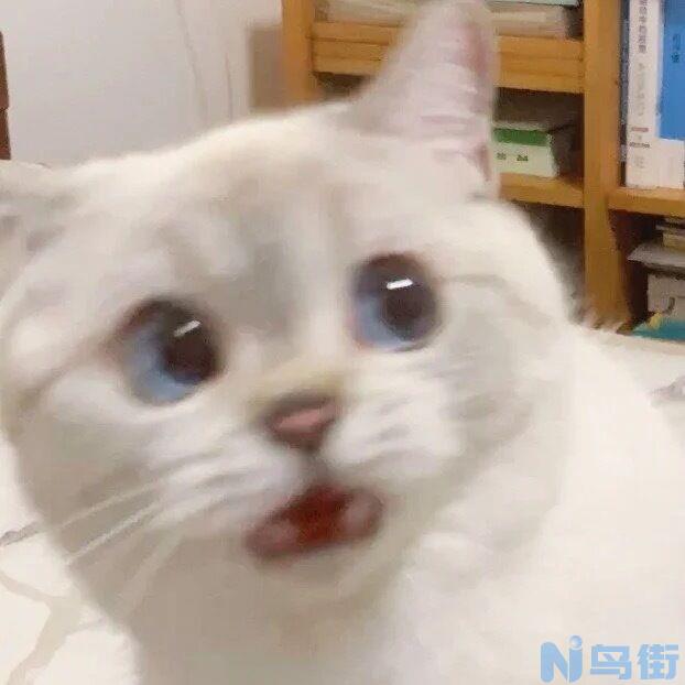 布偶猫头小身子大怎么办？