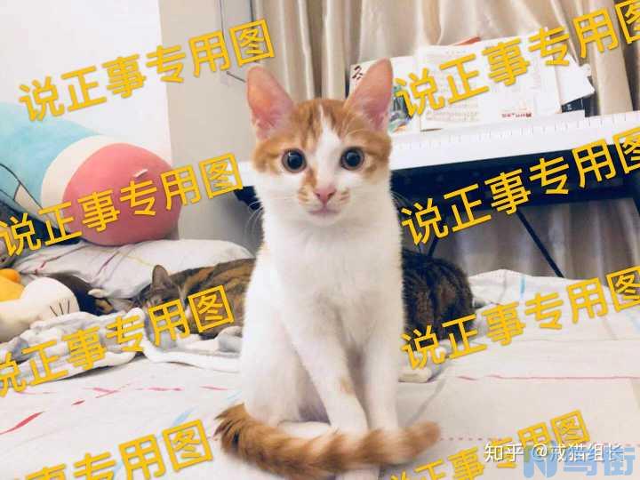 猫可以吃蛋黄吗熟的？