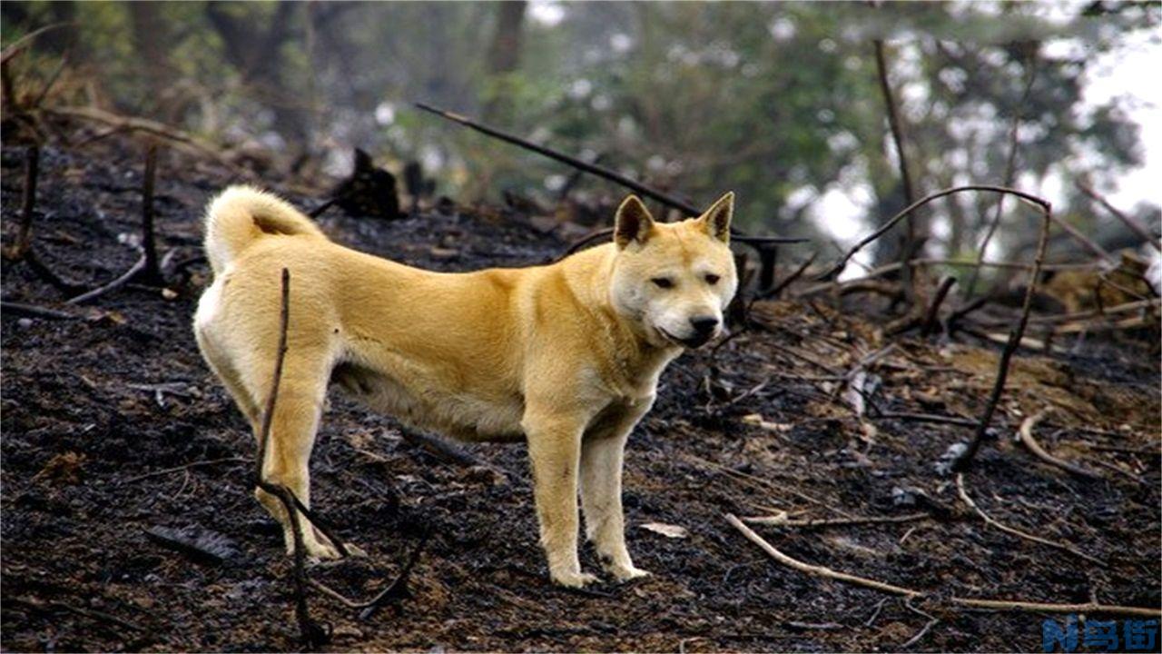 狗狗携带狂犬病的几率？