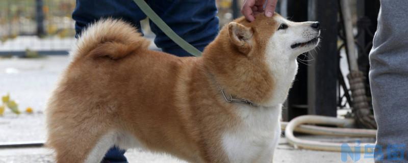 西施犬掉毛厉害吗？