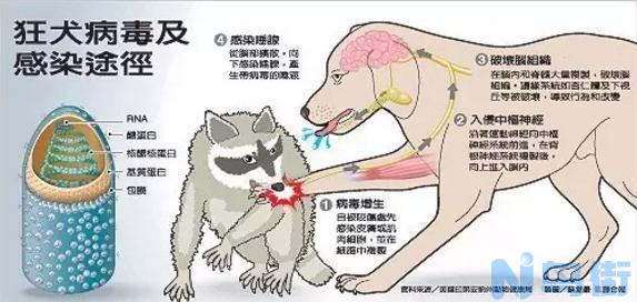 动物狂犬病发作的症状？