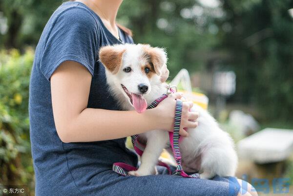 猫咪得了狂犬病的早期症状？