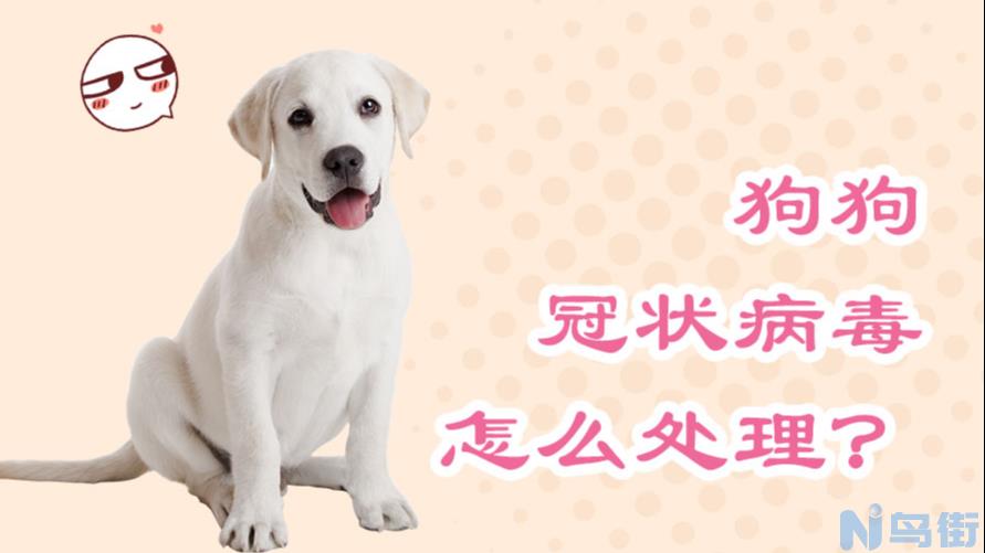 幼犬得细小的症状？