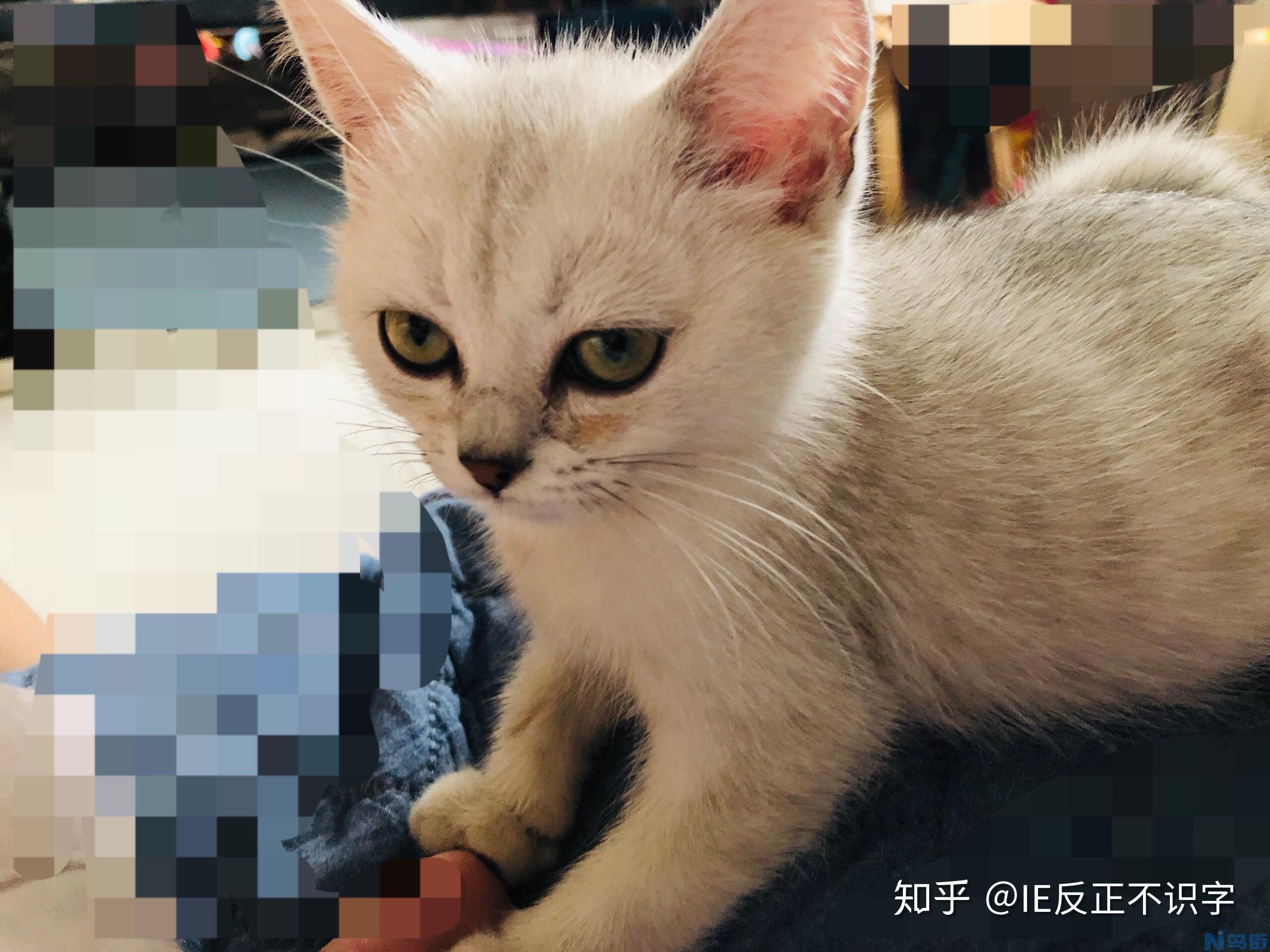 猫咪食欲不好？