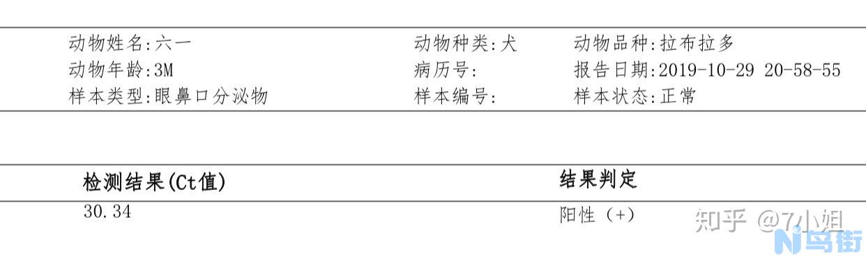 犬瘟会自己好吗？