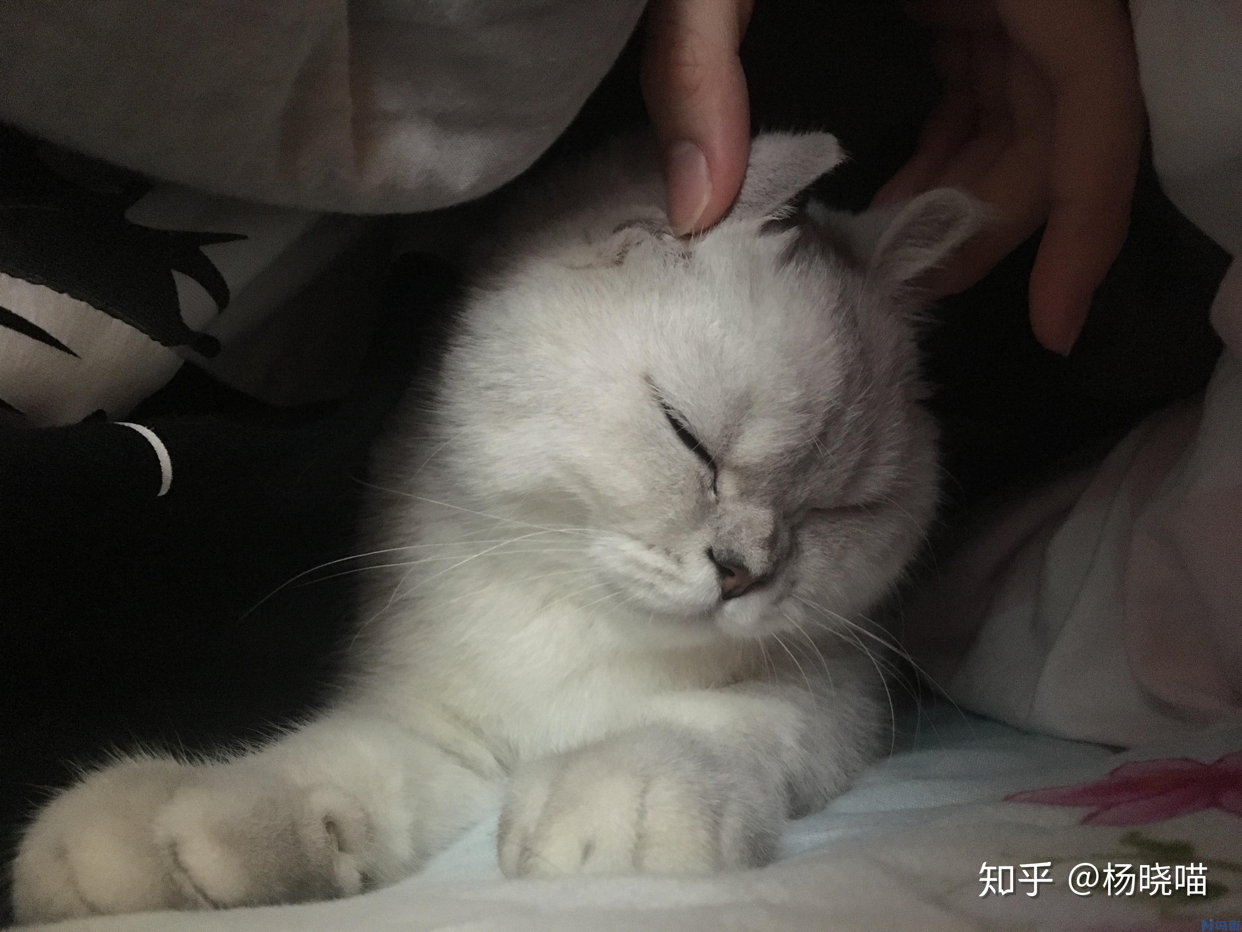 猫能吃芒果不？