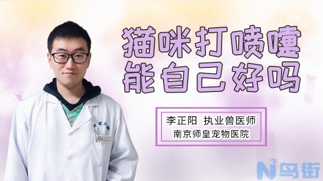 如何判断猫鼻支？