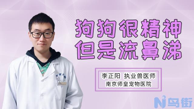 狗鼻子流清水是怎么回事？