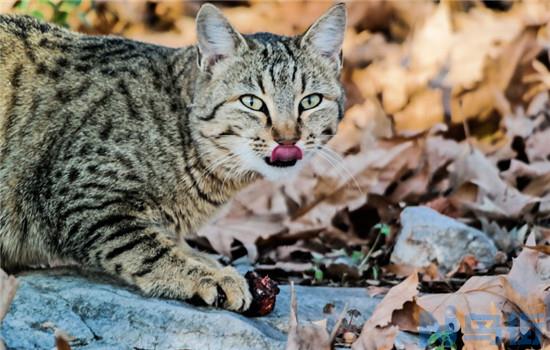 体外驱虫后猫为什么挠？