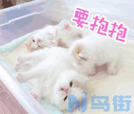 刚出生的小猫没有母猫怎么养？