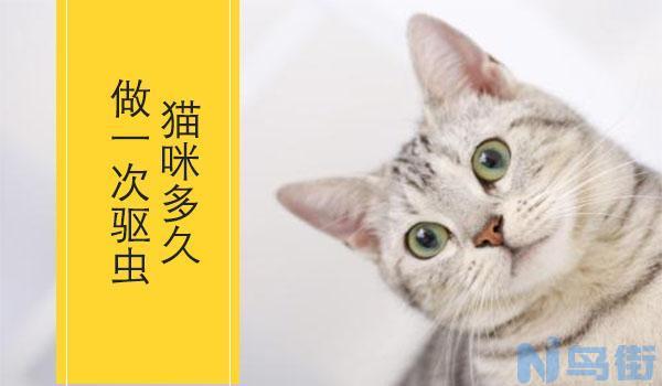 猫咪多久体外驱虫？