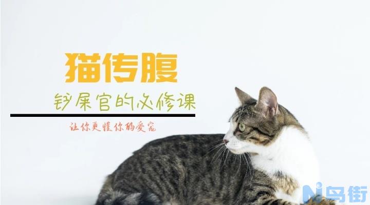 猫咪葡萄膜炎？