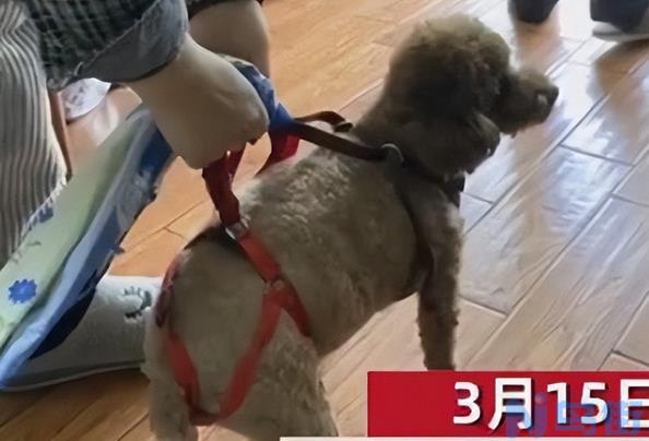 狗狗大腿内侧有红疹子？