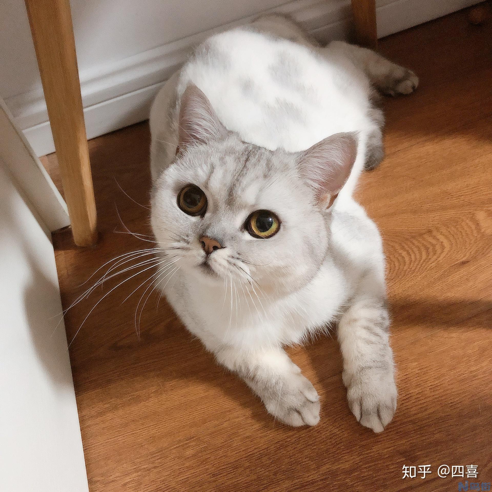 猫藓用什么药？