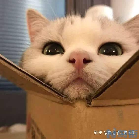 猫咪打喷嚏用什么药？