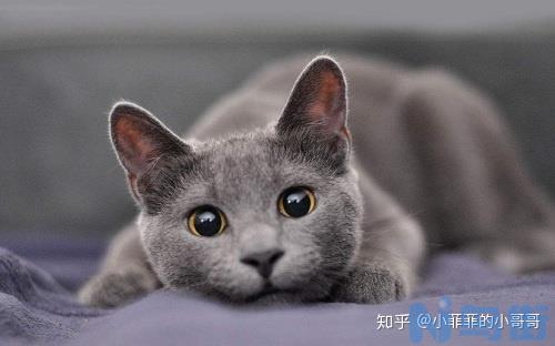 猫为什么不能吃蛋白？