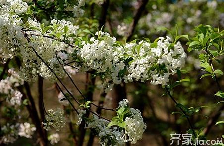 香荚蒾和丁香有什么区别？