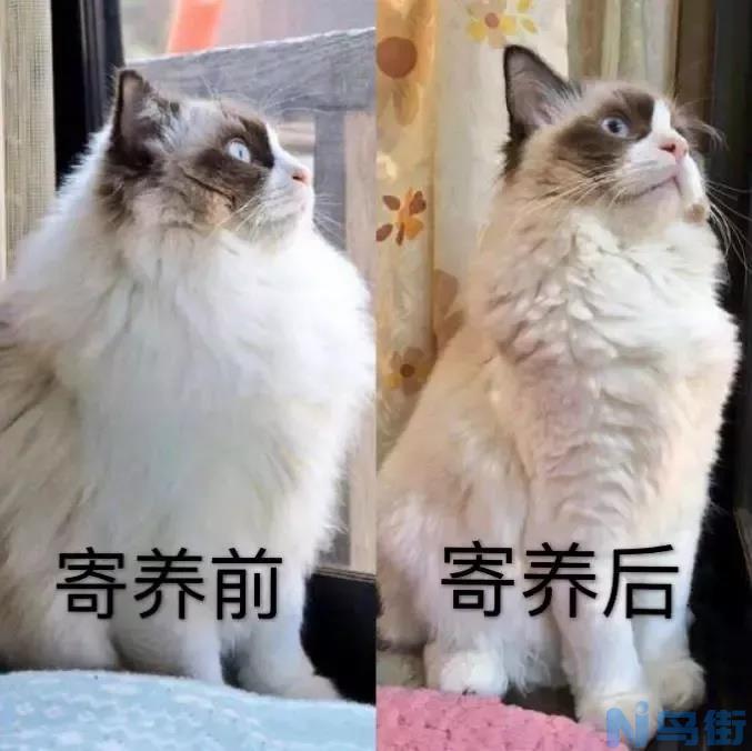 猫咪寄养后遗症？