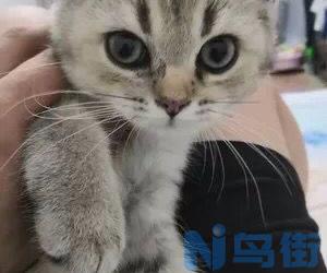 猫咪连续打喷嚏？