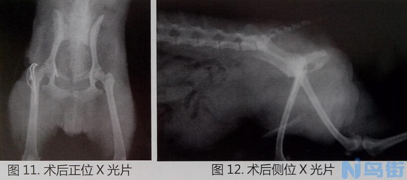 猫胰腺炎治疗？