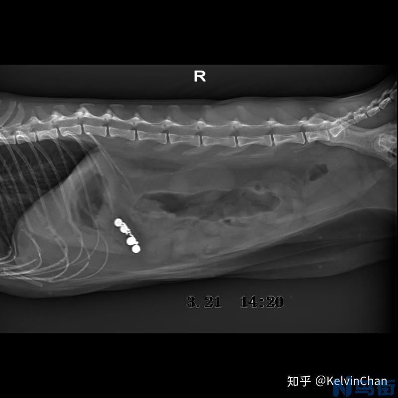 猫胰腺炎症状？