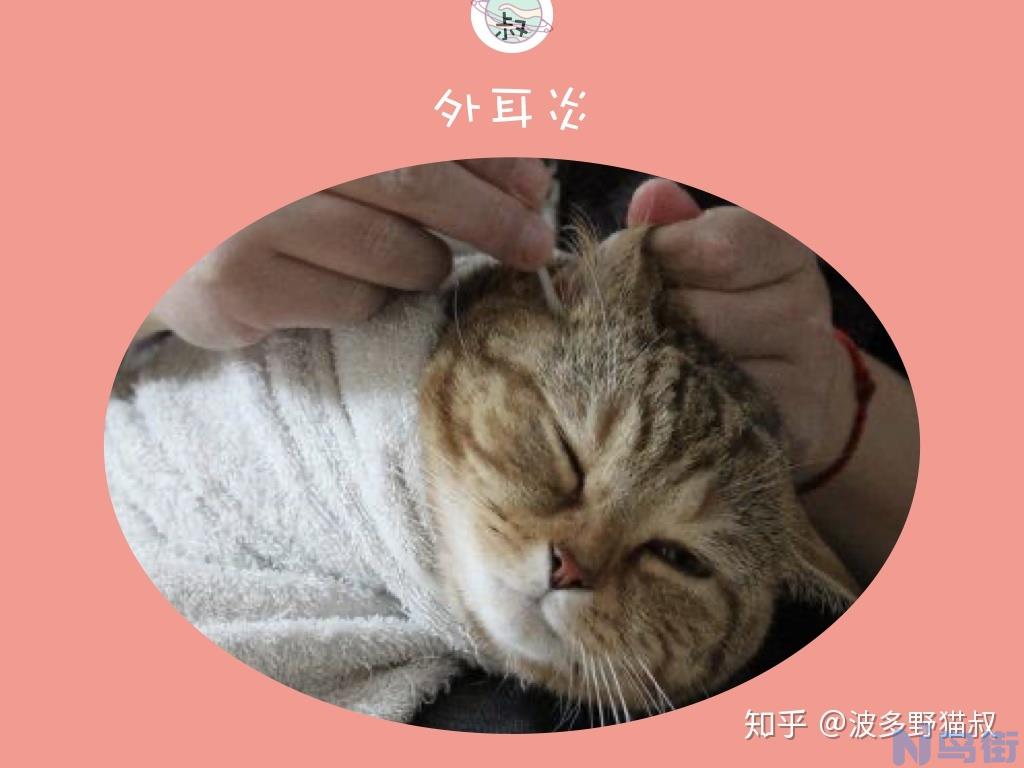 怎么给猫掏耳朵？