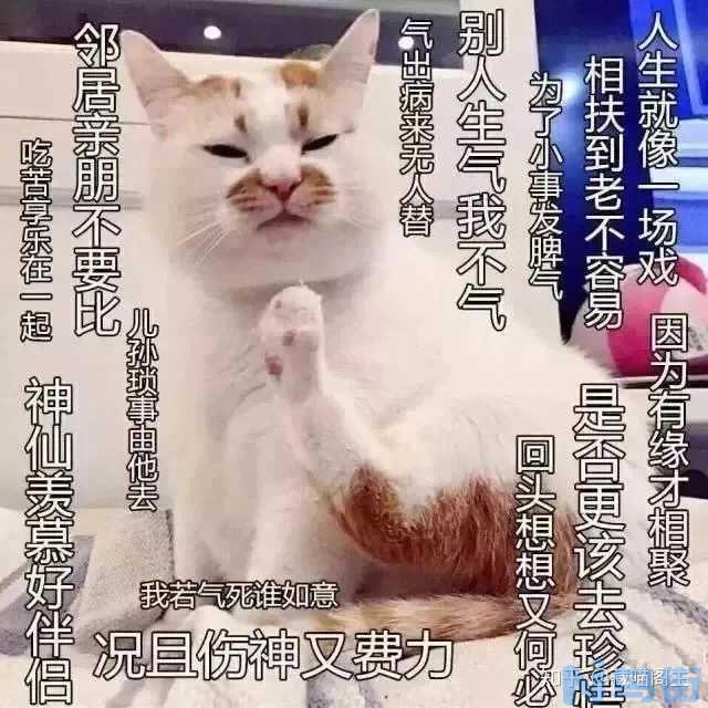 猫咪黑下巴怎么治？