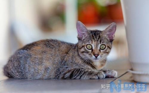 猫咪伤口化脓用什么药？