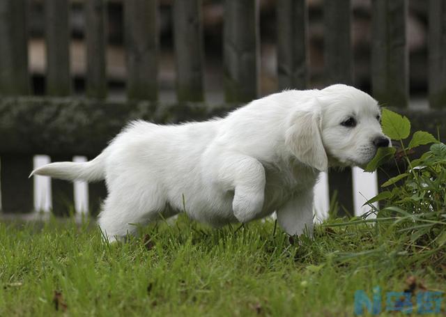 犬窝咳症状？