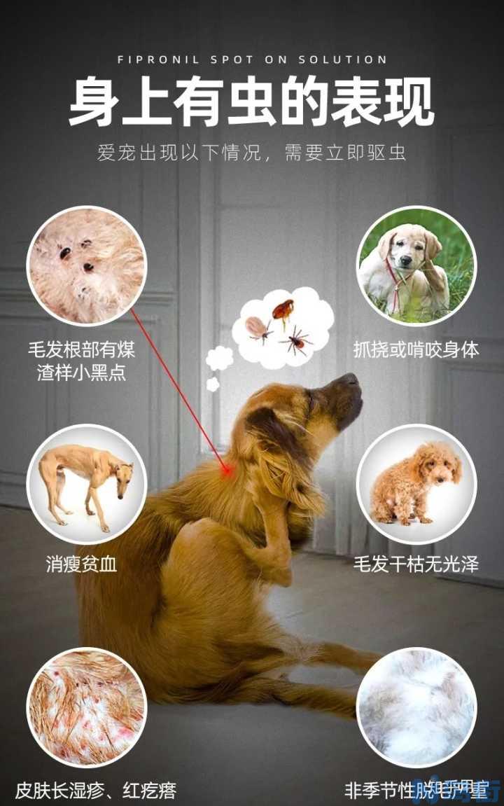 猫身上有蜱虫的症状？