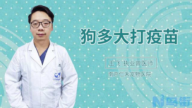 狗狗不吃东西还呕吐怎么办？