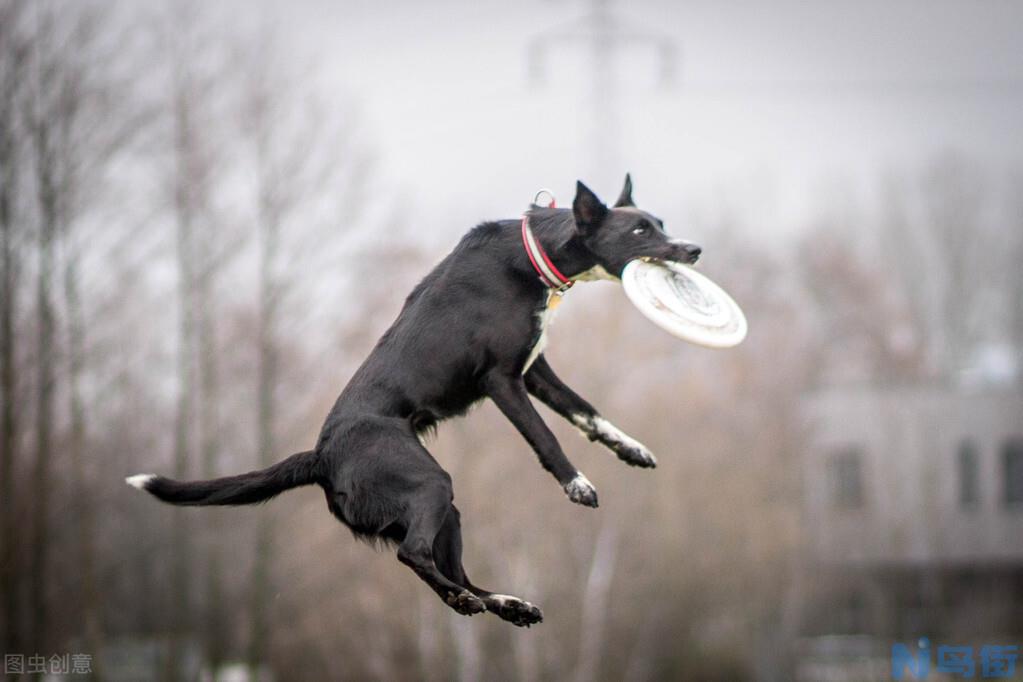 茶杯犬寿命有多长？