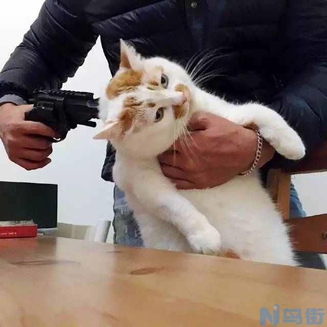 猫吐毛球是什么样子的？