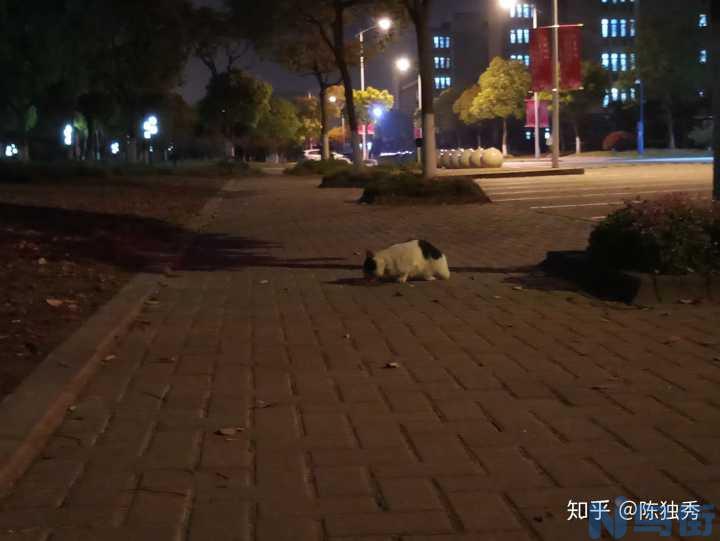 猫发抖是猫瘟吗？