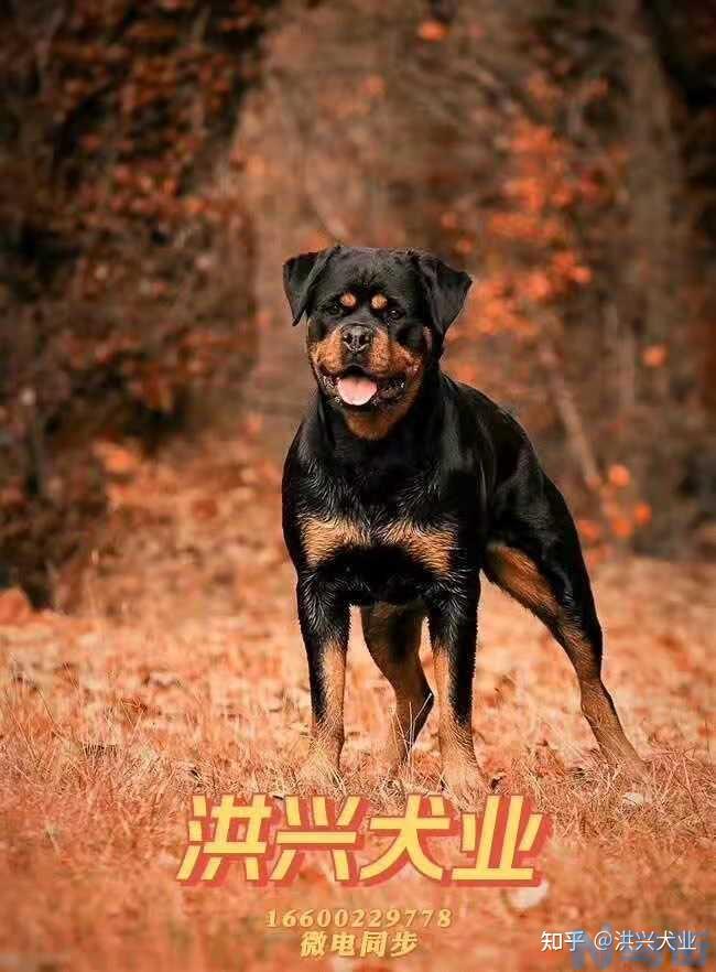 罗威纳犬的优点和缺点？