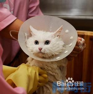 猫咪多久洗一次澡？