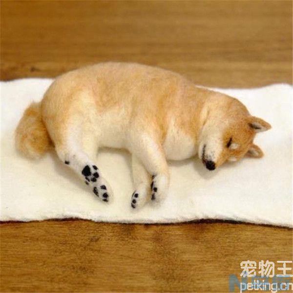 高加索犬十个不养理由？