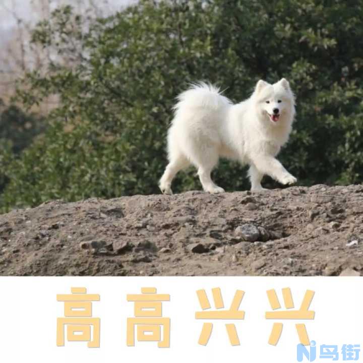 狗能吃巧克力吗？