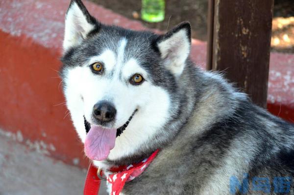 女生适合养的护卫犬？