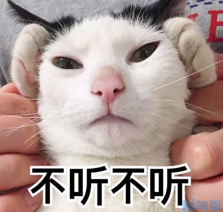 猫咪认定主人的表现？