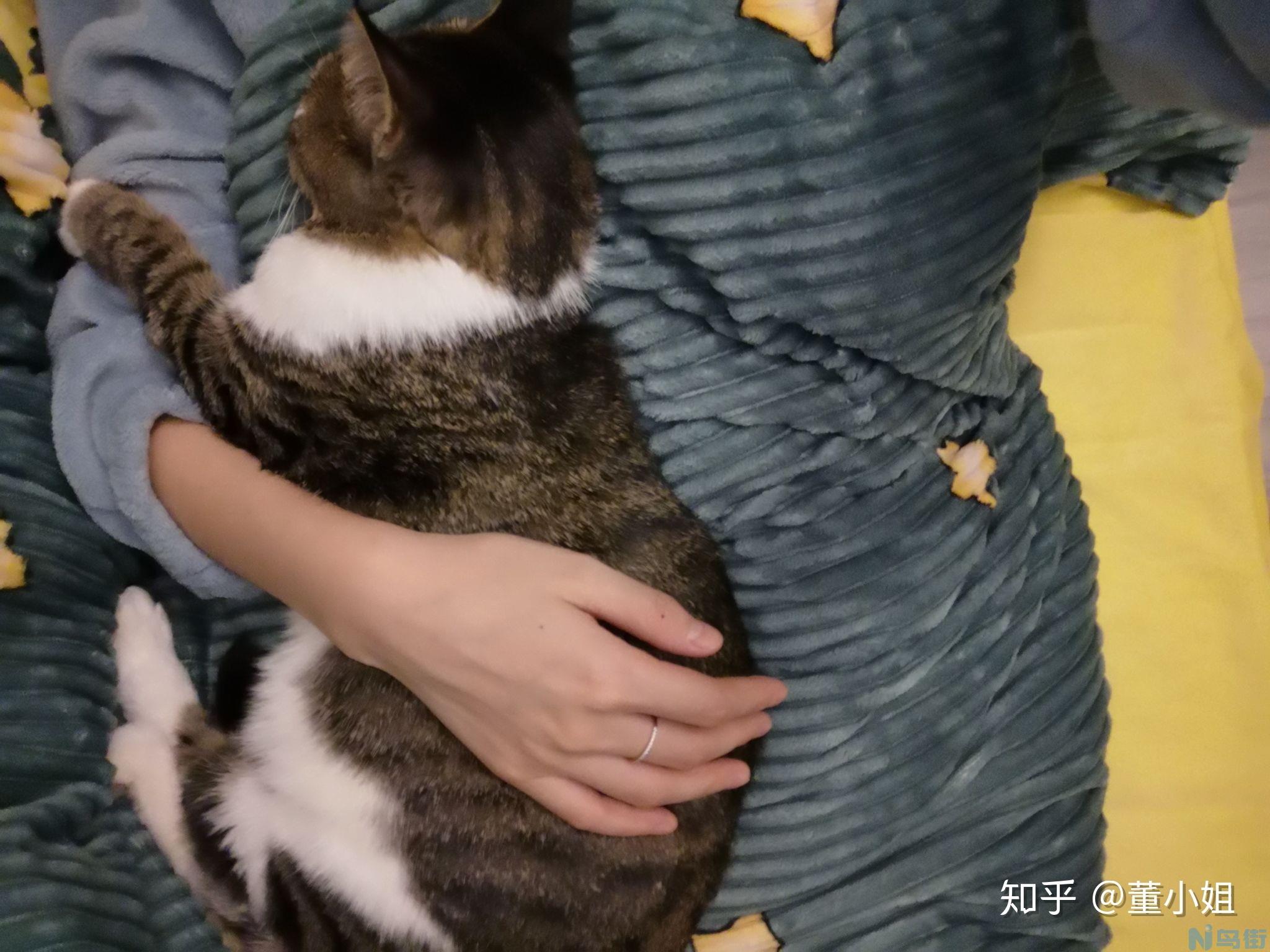 猫丢了会想主人吗？