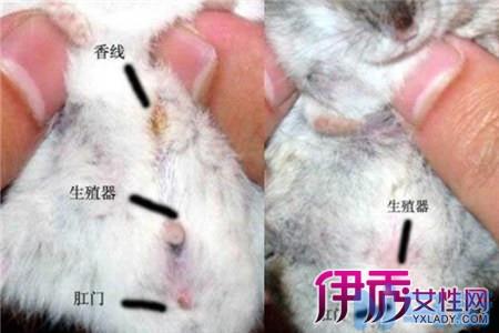 怎么分辨公猫和母猫？