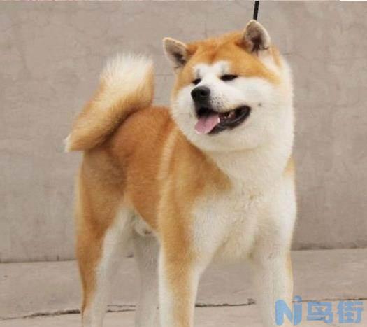 秋田犬为什么禁养？