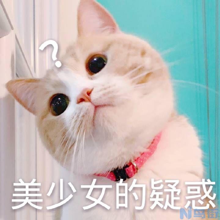 猫不能吃什么？