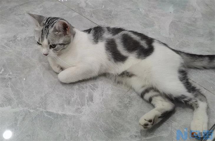 猫躺着甩尾巴什么意思？