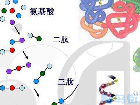 蛋白质对于狗狗的意义多么重大？