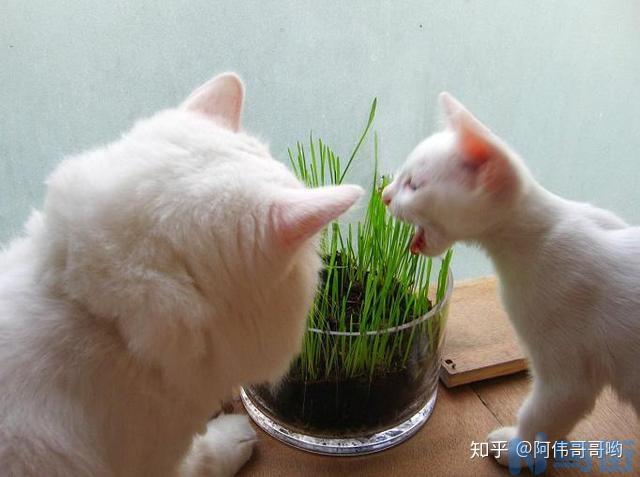 猫草的作用？