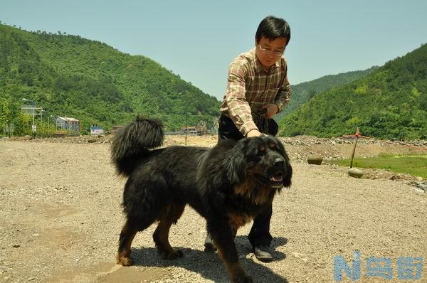 比特犬和藏獒哪个厉害？