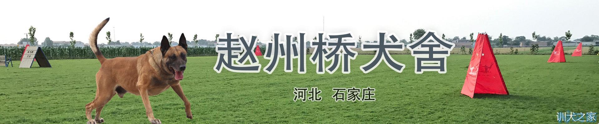 马犬怎么训练听话？