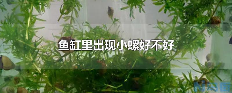 泰迪眼睛红红的怎么回事？